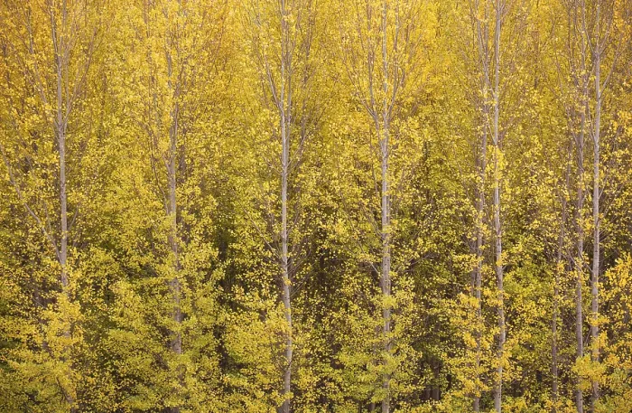 Framed Print : Yellow aspens (Populus tremula) in autumnal colours Framed Print : Yellow aspens (Populus tremula) in autumnal colours
