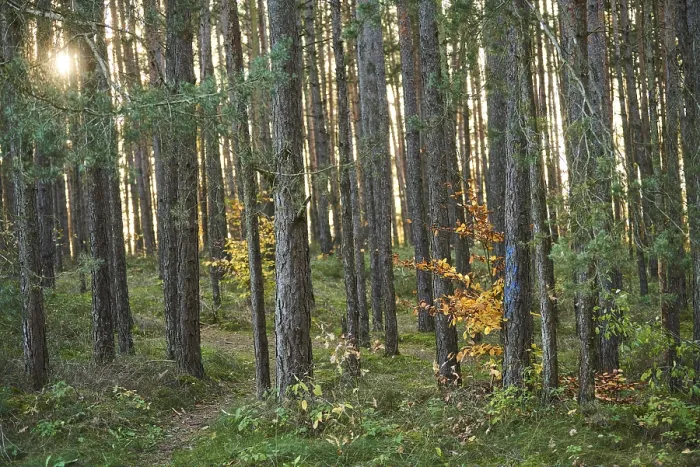 Framed Print : Yellow autumn tree with Tree trunks of the Scots pine (Pinus sylvestris) in the forest