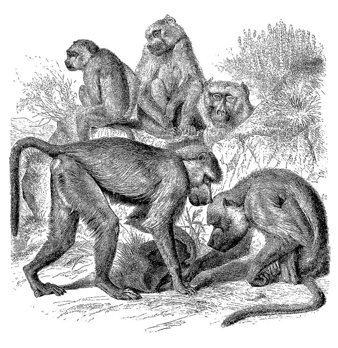 Framed Print : Yellow Baboon (Papio cynocephalus) Framed Print : Yellow Baboon (Papio cynocephalus)