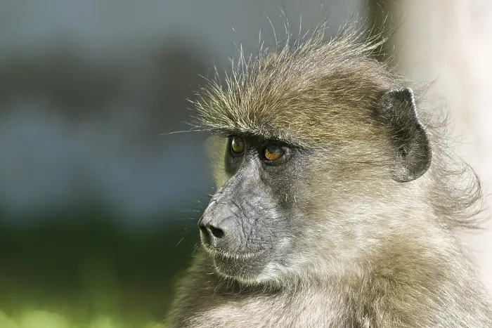 Framed Print : Yellow Baboon (Papio cynocephalus)