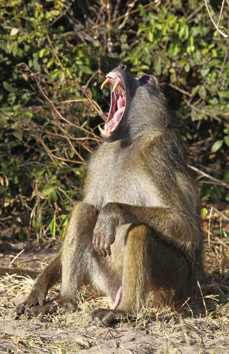Framed Print : Yellow Baboon (papio cynocephalus) Framed Print : Yellow Baboon (papio cynocephalus)