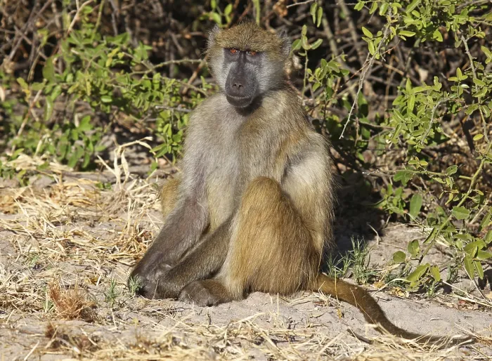 Framed Print : Yellow Baboon (papio cynocephalus)