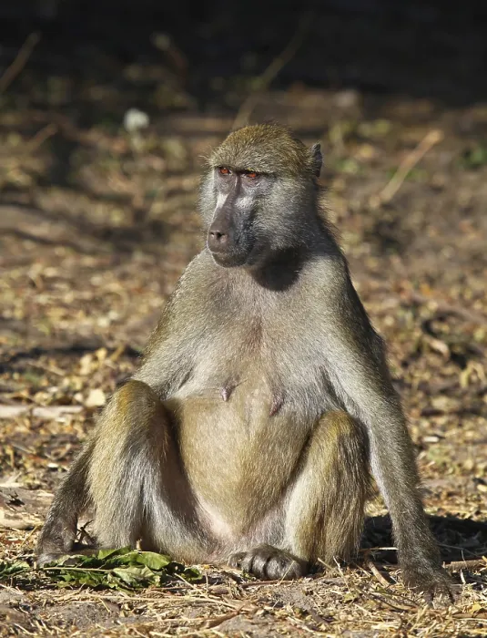 Framed Print : Yellow Baboon (papio cynocephalus) Framed Print : Yellow Baboon (papio cynocephalus)