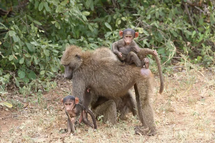 Framed Print : Yellow baboon (Papio cynocephalus) with young Framed Print : Yellow baboon (Papio cynocephalus) with young