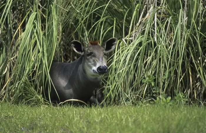 Framed Print : Yellow-backed Duiker (Cephalophus silvicultor)