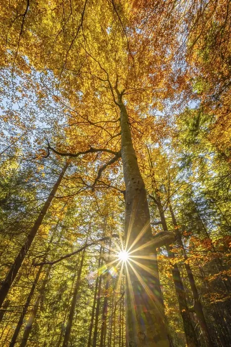 Framed Print : Yellow beech tree, mixed forest in autumn