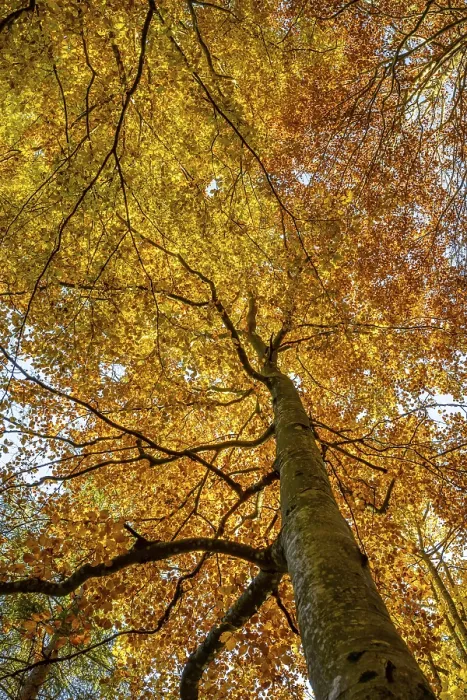 Framed Print : Yellow beech tree, mixed forest in autumn Framed Print : Yellow beech tree, mixed forest in autumn