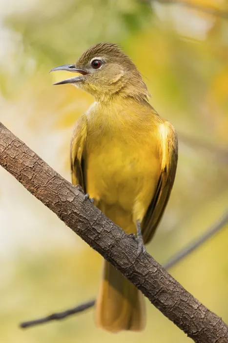 Framed Print : Yellow-bellied Greenbul (Chlorocichla flaviventris)