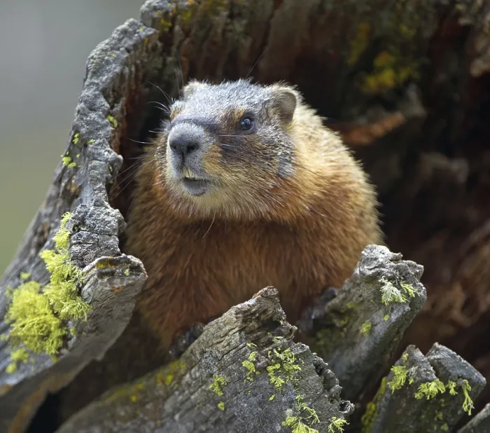 Framed Print : Yellow-bellied marmot (Marmota flaviventris)
