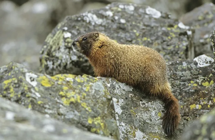 Framed Print : Yellow-bellied Marmot (Marmota flaviventris)