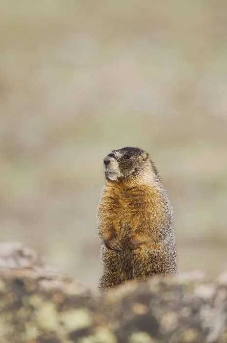 Framed Print : Yellow-bellied Marmot (Marmota flaviventris) Framed Print : Yellow-bellied Marmot (Marmota flaviventris)