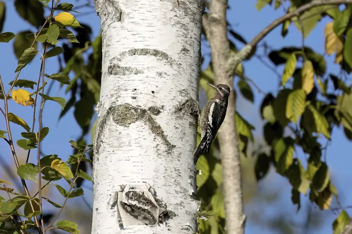 Framed Print : The yellow-bellied sapsucker (Sphyrapicus varius)