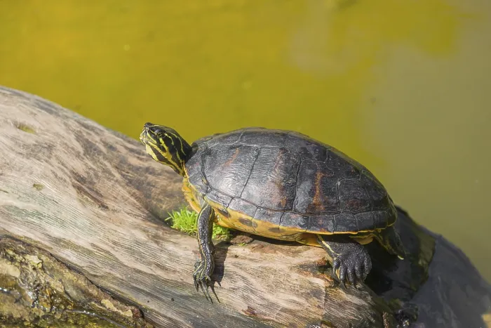Framed Print : A yellow-bellied slider (Trachemys scripta) rests on a rotting log lying in the water of a pond
