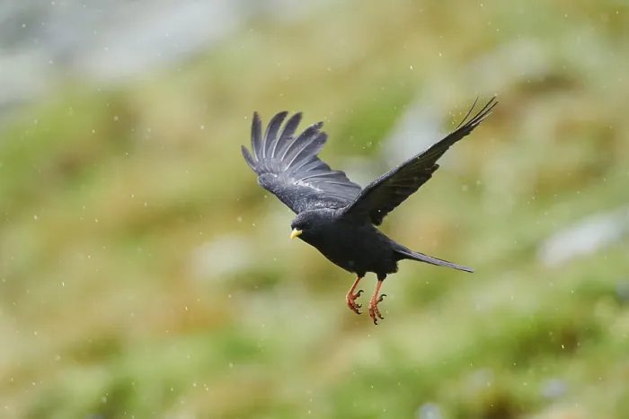 Framed Print : Yellow-billed chough (Pyrrhocorax graculus) flying