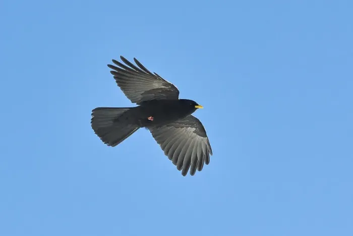 Framed Print : Yellow-billed chough (Pyrrhocorax graculus) flying in the sky