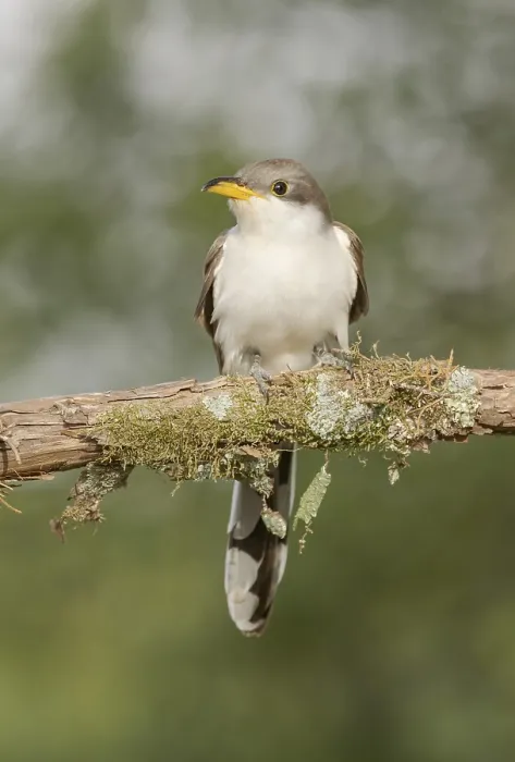 Framed Print : Yellow-billed Cuckoo (Coccyzus americanus) perched on a branch