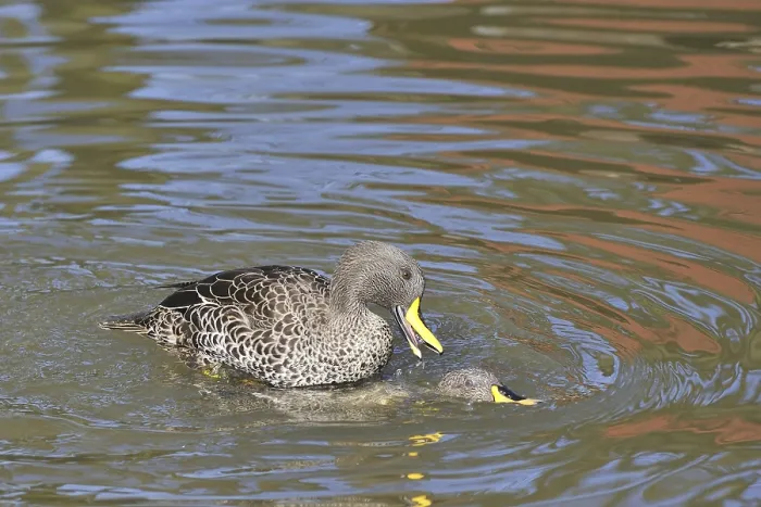 Framed Print : Yellow-billed duck (Anas undulata) Framed Print : Yellow-billed duck (Anas undulata)
