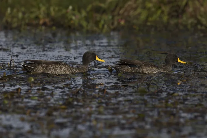 Framed Print : Yellow-billed Duck (Anas undulata ruppelli) pair Framed Print : Yellow-billed Duck (Anas undulata ruppelli) pair