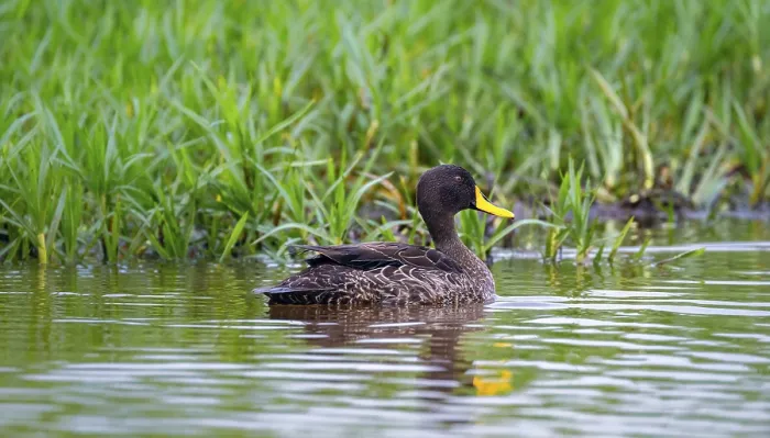 Framed Print : Yellow-billed duck (Anas undulata) swimming in the water