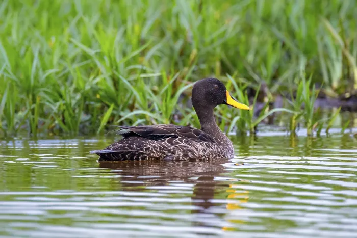 Framed Print : Yellow-billed duck (Anas undulata) swims in water