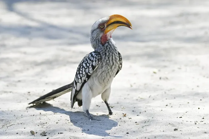 Framed Print : Yellow-billed Hornbill (Tockus flavirostris)