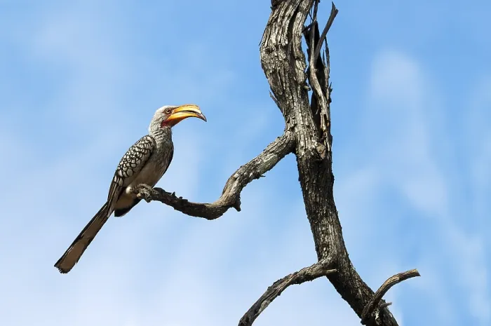 Framed Print : Yellow-billed Hornbill Tockus flavirostris Moremi National Park Botswana