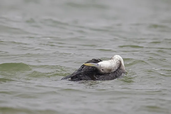 Framed Print : Yellow-billed loon (Gavia adamsii) Framed Print : Yellow-billed loon (Gavia adamsii)