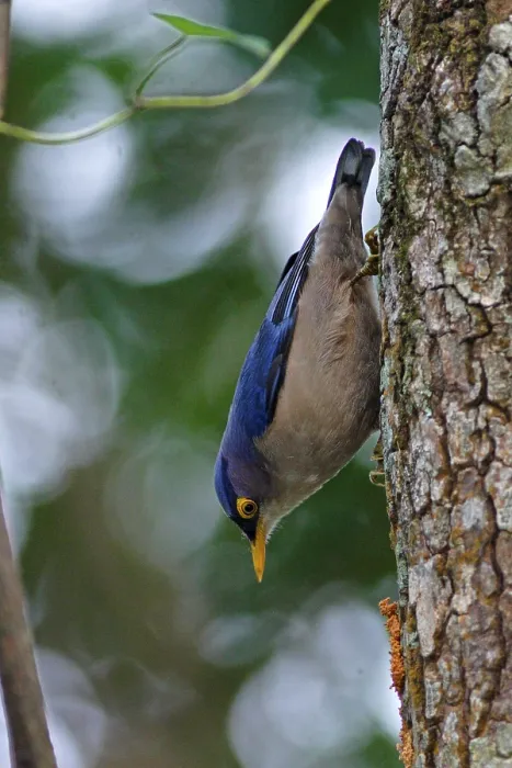Framed Print : Yellow-billed Nuthatch (Sitta solangiae chienfengensis) adult