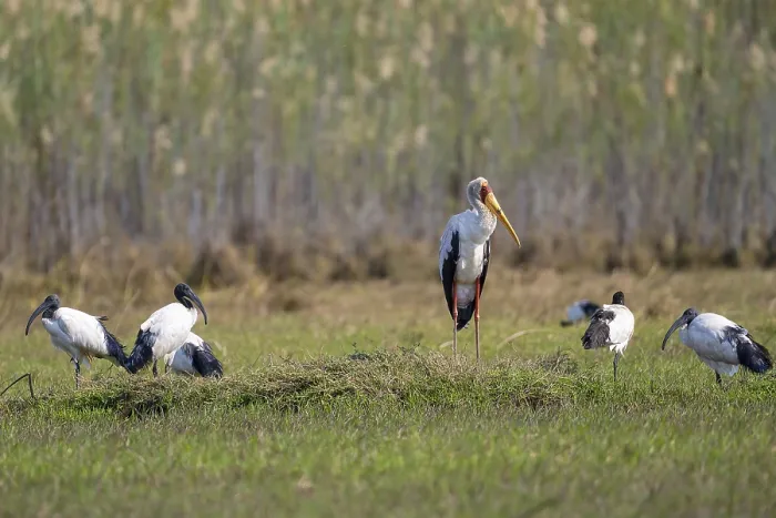Framed Print : Yellow-billed stork (Mycteria ibis)