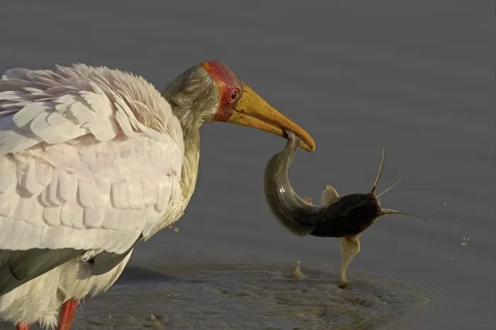 Framed Print : Yellow-billed Stork (Mycteria ibis)