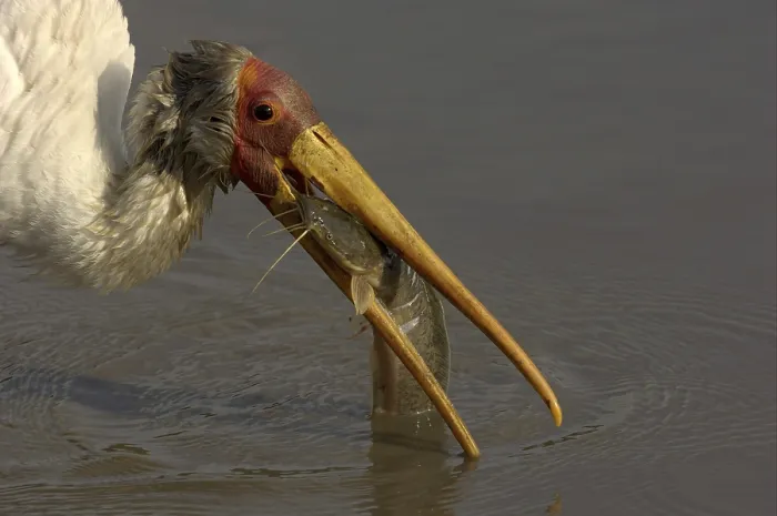 Framed Print : Yellow-billed Stork (Mycteria ibis)