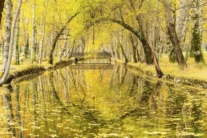 Framed Print : Yellow Birch Trees and Zezere River Source at Covao da Ametade in Autumn