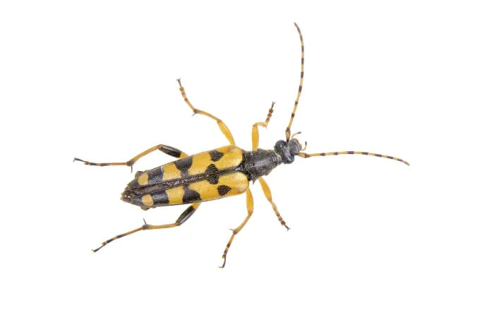 Framed Print : Yellow black bug isolated on a white background