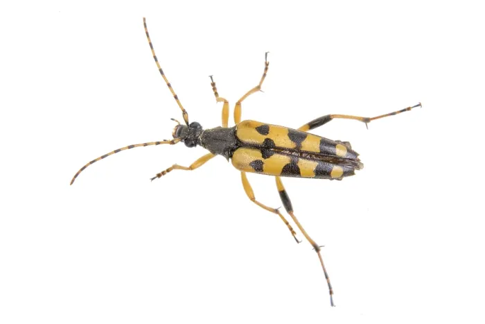 Framed Print : Yellow black bug isolated on a white background Framed Print : Yellow black bug isolated on a white background