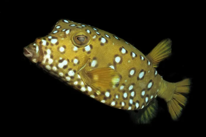 Framed Print : Yellow boxfish (Ostracion cubicus) Framed Print : Yellow boxfish (Ostracion cubicus)