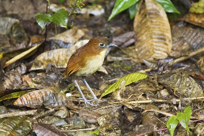 Framed Print : Yellow-breasted Antpitta (Grallaria flavotincta) Framed Print : Yellow-breasted Antpitta (Grallaria flavotincta)