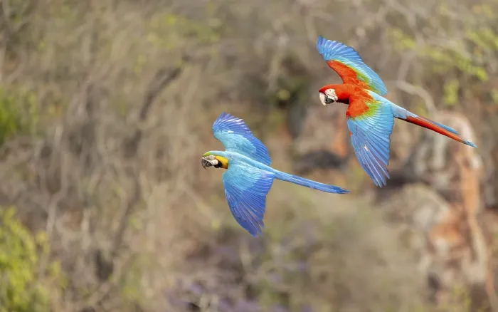 Framed Print : Yellow-breasted Macaw (Ara ararauna) and Green-winged Macaw (Ara chloropterus) Framed Print : Yellow-breasted Macaw (Ara ararauna) and Green-winged Macaw (Ara chloropterus)
