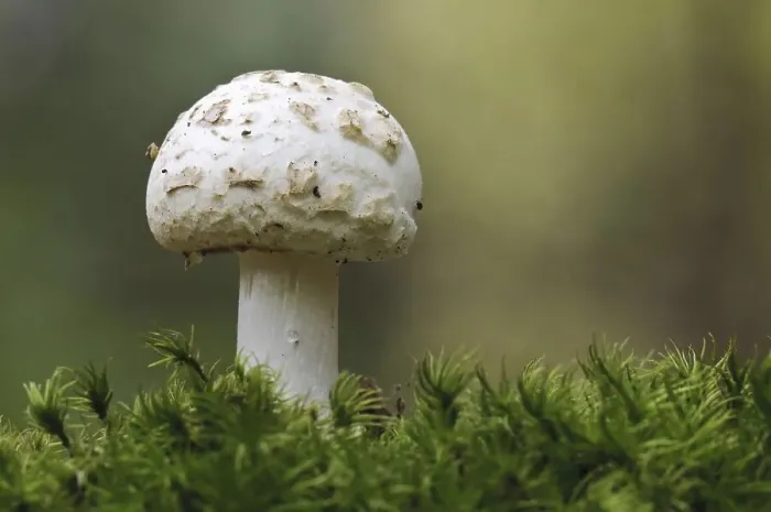 Framed Print : Yellow bulb, false death cap (Amanita mappa)