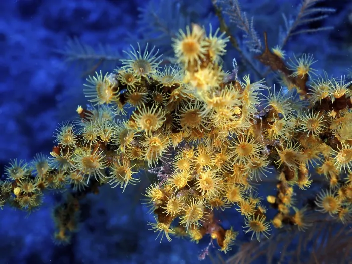 Framed Print : Yellow cluster anemone (Parazoanthus axinellae) Framed Print : Yellow cluster anemone (Parazoanthus axinellae)