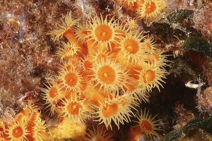 Framed Print : Yellow cluster anemone (Parazoanthus axinellae)