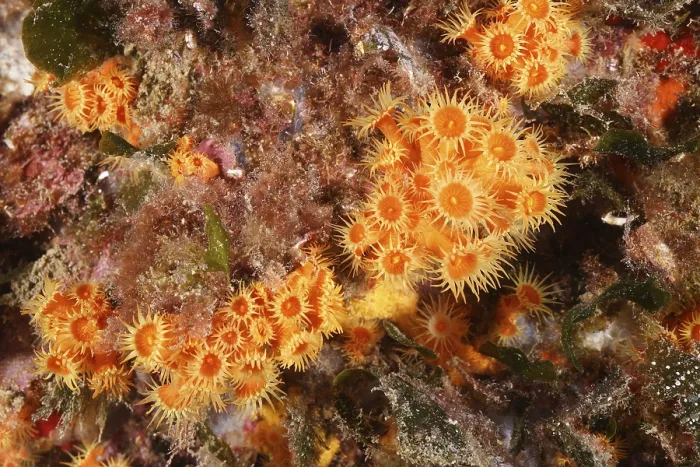 Framed Print : Yellow cluster anemone (Parazoanthus axinellae)