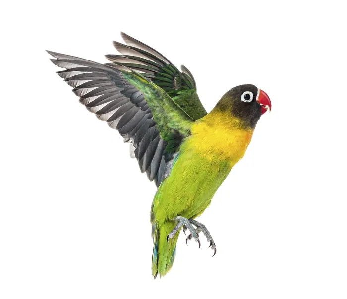 Framed Print : Yellow-collared lovebird flying, isolated on white