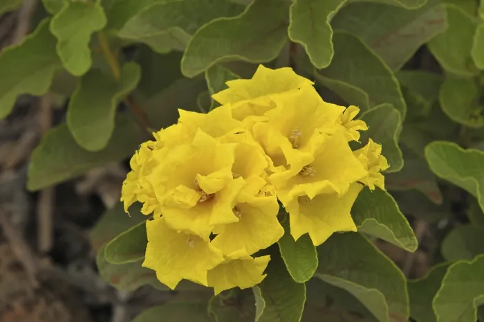 Framed Print : Yellow cordia (Cordia lutea)