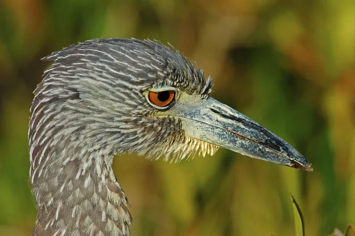 Framed Print : Yellow-crowned night heron (Nyctanassa violacea) Framed Print : Yellow-crowned night heron (Nyctanassa violacea)