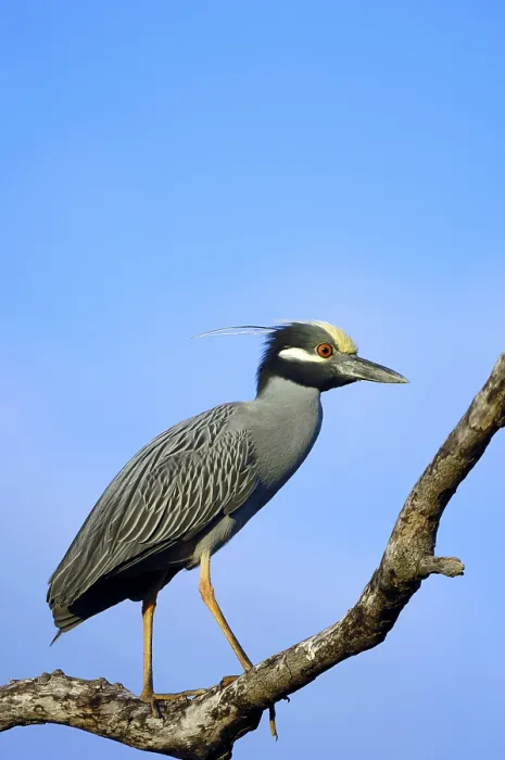 Framed Print : Yellow-crowned Night Heron (Nycticorax violaceus) Framed Print : Yellow-crowned Night Heron (Nycticorax violaceus)