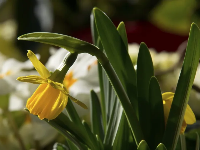 Framed Print : Yellow daffodil blossom between green leaves