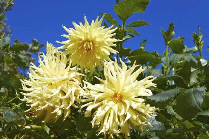 Framed Print : Three yellow dahlias in the flowerbed Framed Print : Three yellow dahlias in the flowerbed