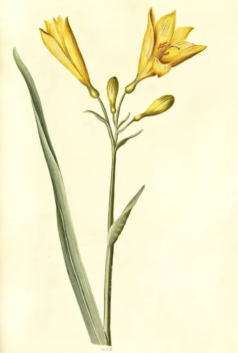 Framed Print : Yellow daylily (Hemerocallis lilioasphodelus)