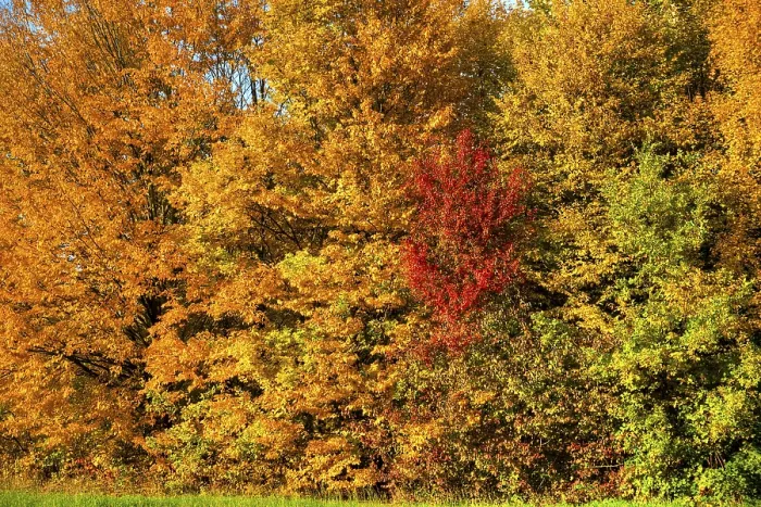 Framed Print : Yellow discoloured leaves of deciduous trees and shrubs in the autumn glow in the warm afternoon sunlight