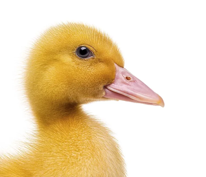 Framed Print : Yellow duckling chick isolated on white background looking right Framed Print : Yellow duckling chick isolated on white background looking right